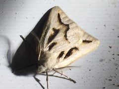 Loweria eurypsamma