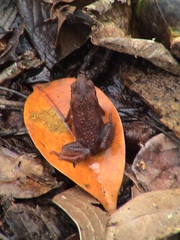 Ingerophrynus quadriporcatus