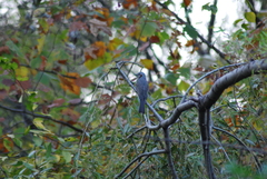 Hypsipetes amaurotis