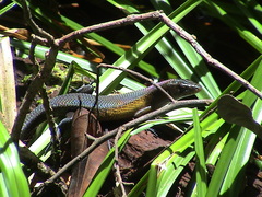 Eutropis lewisi