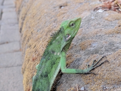Bronchocela jubata
