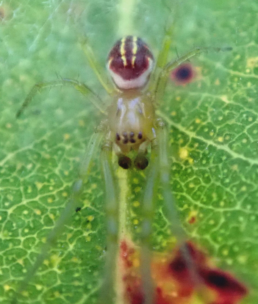 Live Leaf-curling Spiders