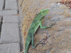 Bronchocela jubata