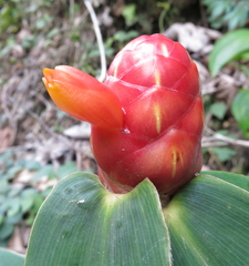 Costus scaber