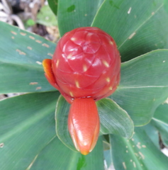 Costus scaber