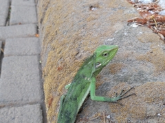 Bronchocela jubata