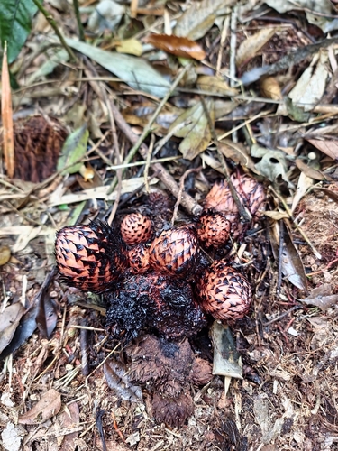 Scybalium glaziovii (Scybalium glaziovii)