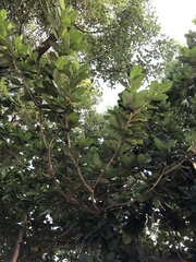 Palaquium formosanum