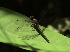 Pornothemis serrata