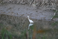 Egretta garzetta