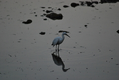 Egretta garzetta
