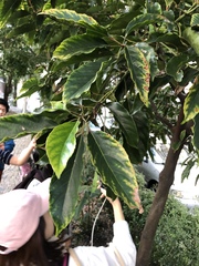 Elaeocarpus serratus