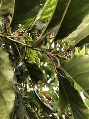 Elaeocarpus serratus