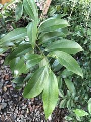 Cinnamomum burmanni