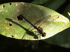 Pornothemis serrata