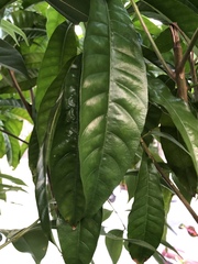 Pouteria campechiana