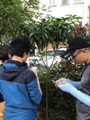 Pouteria campechiana