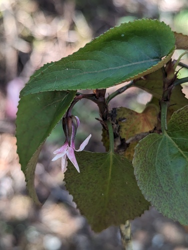 'Olopū (Viola chamissoniana)
