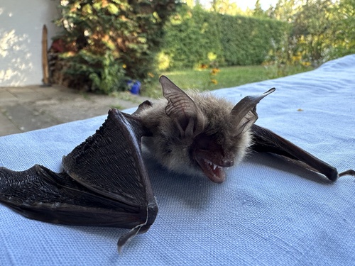Bechstein's Myotis (Myotis bechsteinii)