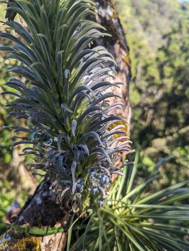 Panaunau (Lobelia yuccoides)
