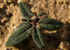 Spigelia genuflexa