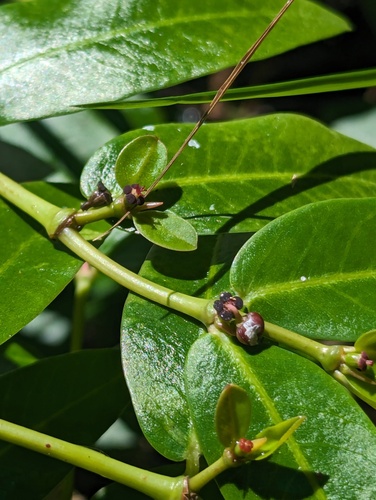 Euphorbia multiformis