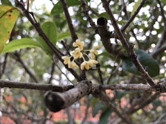 Osmanthus fragrans