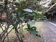 Osmanthus fragrans