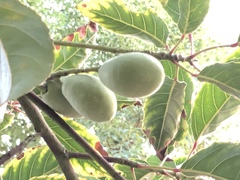 Elaeocarpus serratus