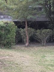 Gorsachius melanolophus