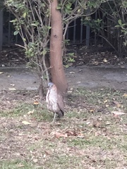 Gorsachius melanolophus