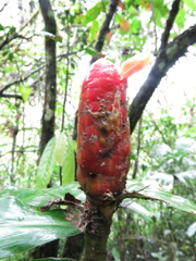 Costus scaber
