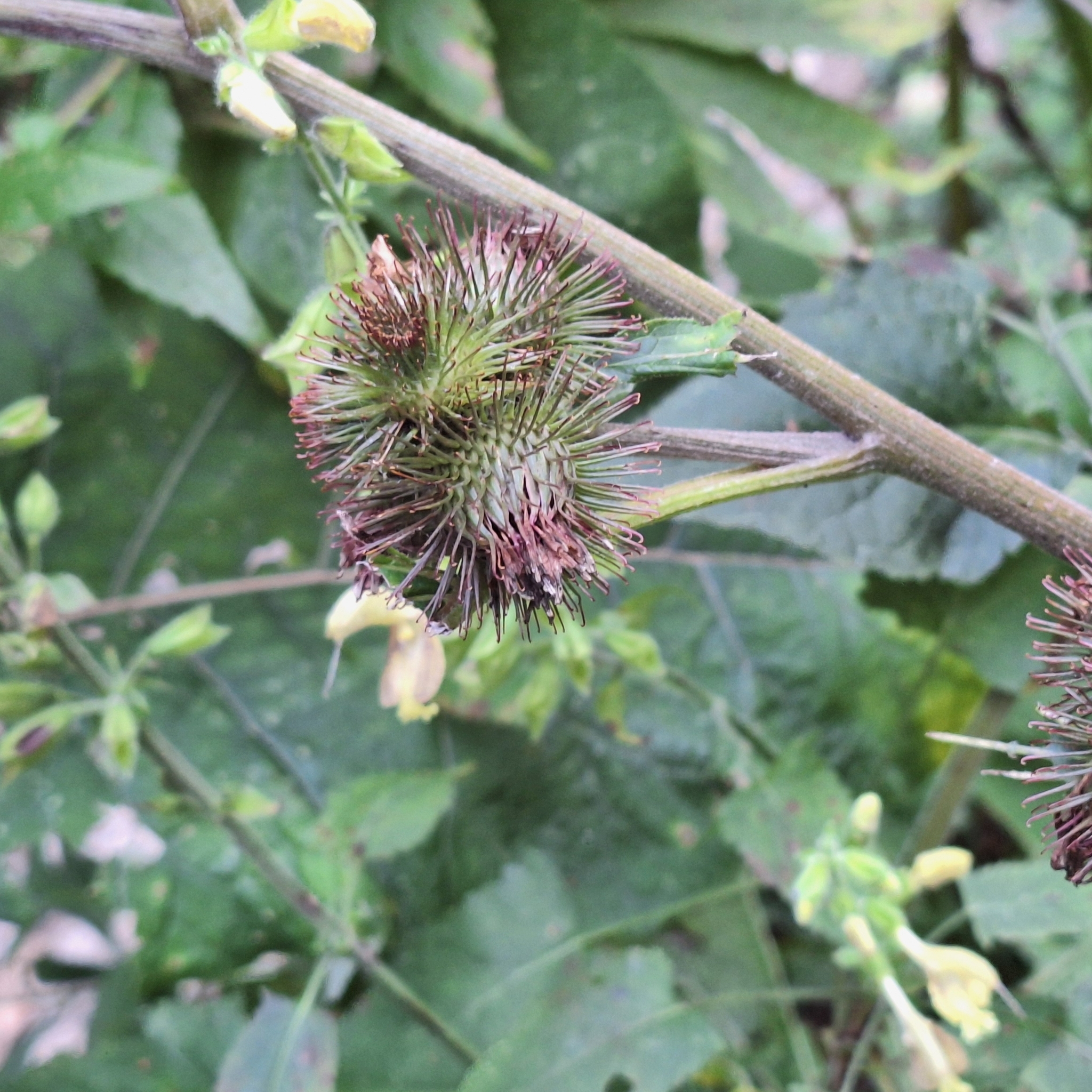Arctium Nemorosum (Arctium nemorosum)
