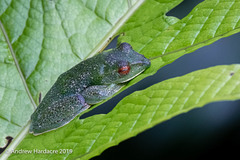 Zhangixalus prominanus