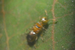 Diversinervus elegans