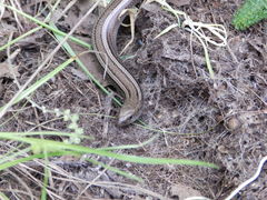 Chalcides chalcides