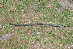 Naja sumatrana