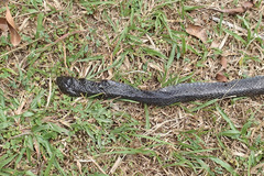 Naja sumatrana