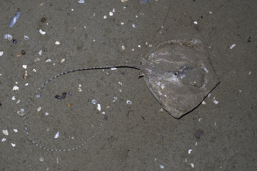 Banded whiptail ray (Maculabatis gerrardi) — Dasyatidae — 2