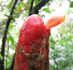Costus scaber