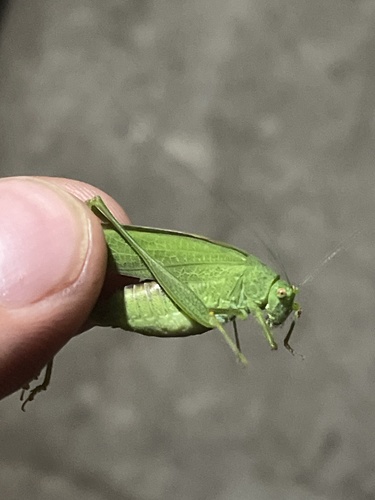 Mediterranean Katydid