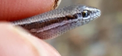 Common Dwarf Skink photo 3