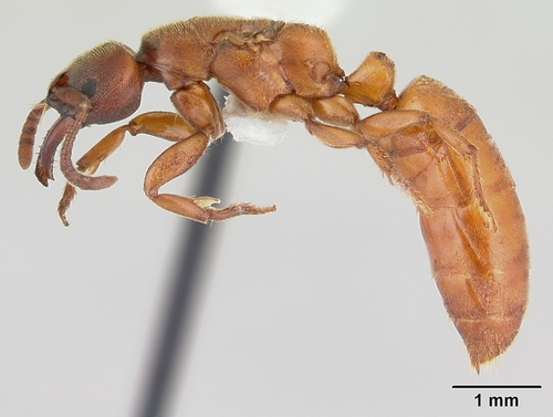 原小眼猛蚁属Promyopias