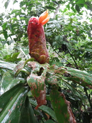 Costus scaber
