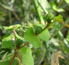 Euphorbia valerianifolia