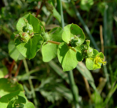 Euphorbia valerianifolia