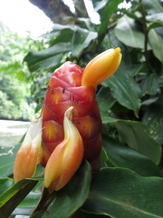 Costus scaber