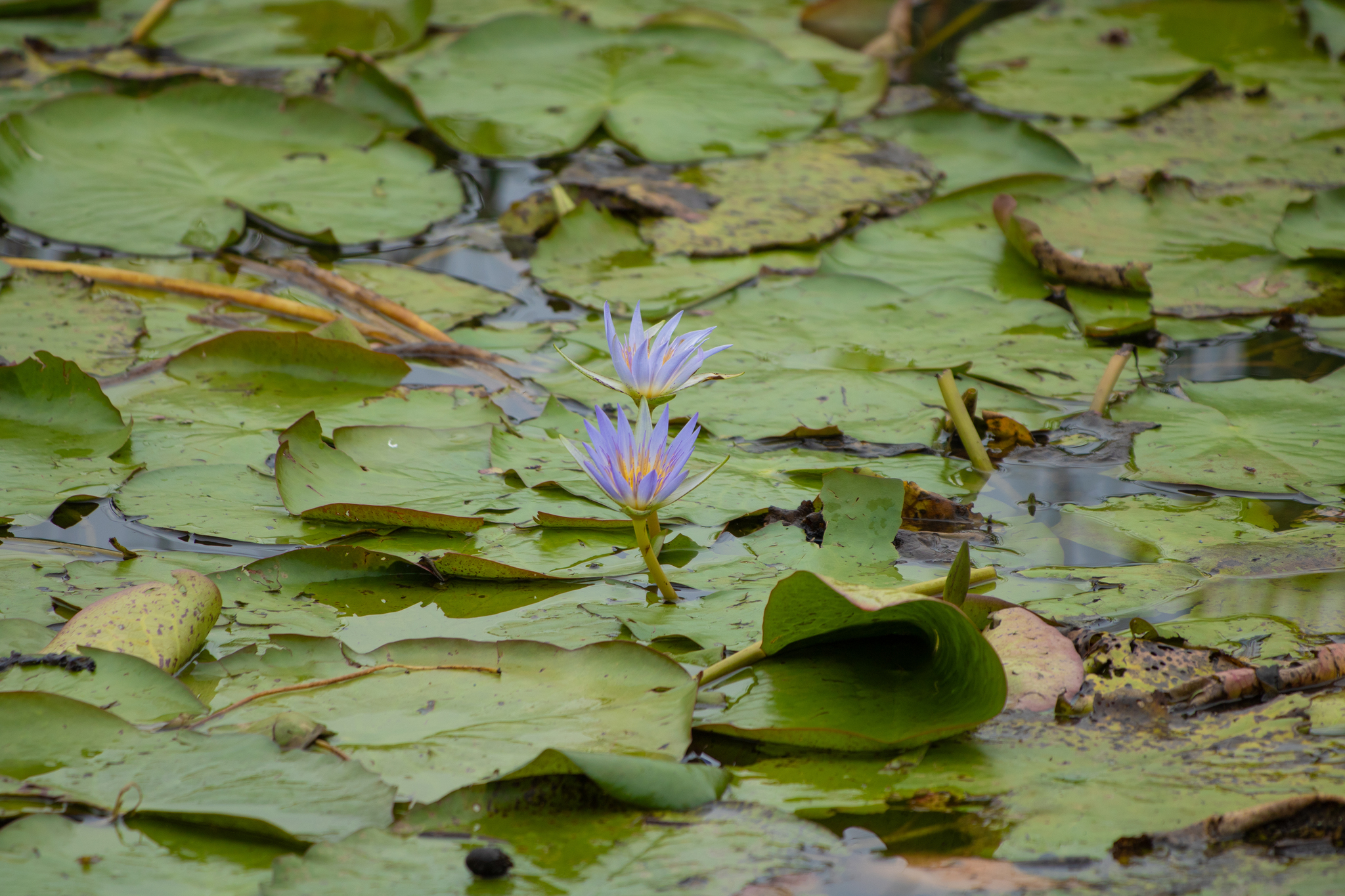 Nymphaea nouchali