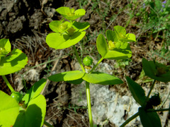 Euphorbia valerianifolia