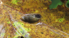 Thiaridae